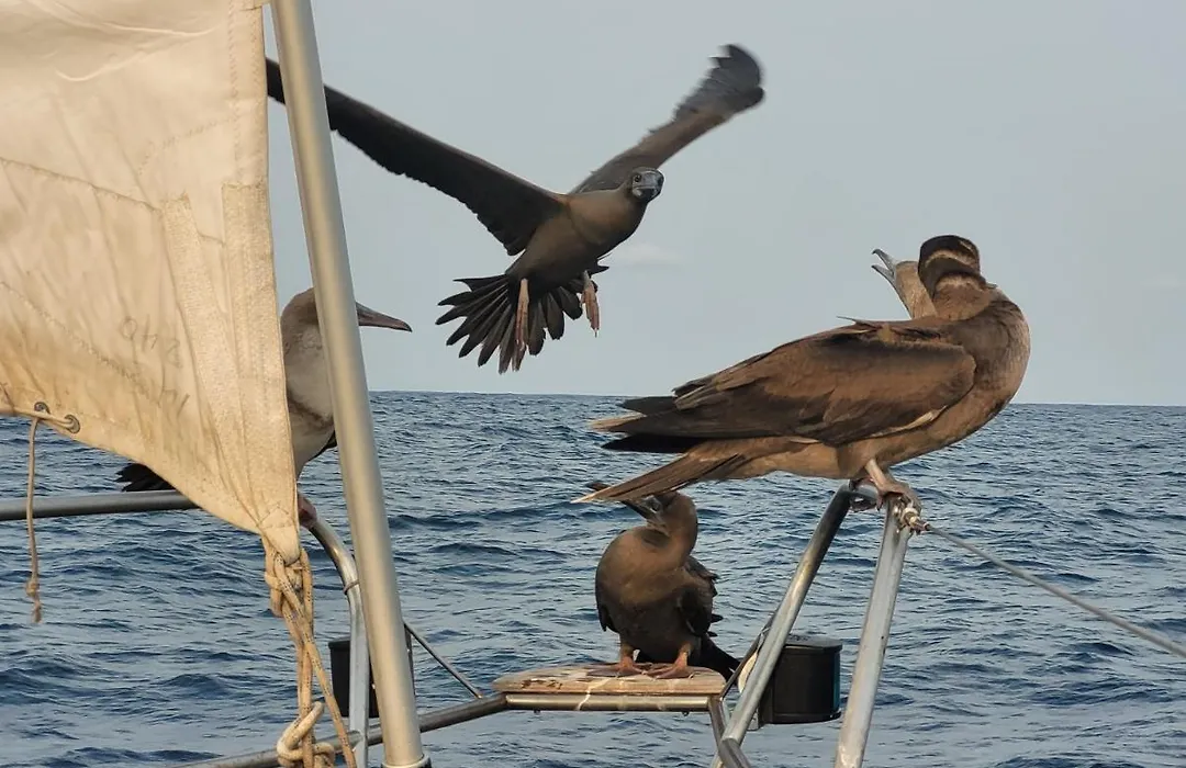 Barco De Vela A Islas Perlas En Panama-1